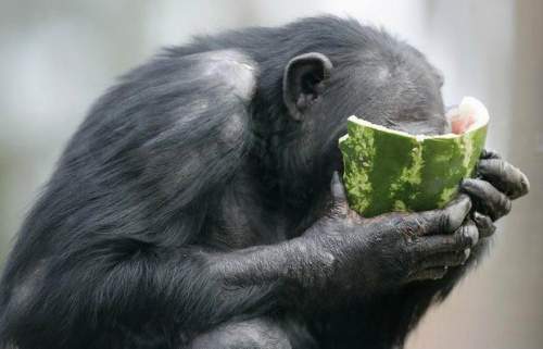how-is-my-mask-funny-monkey-eating-watermelon