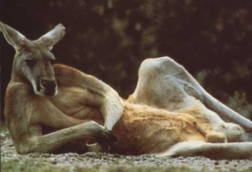 i_kangaroo
